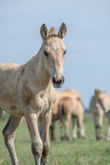 Thoroughbred horses graze on a summer field.