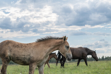 Fototapeta premium Thoroughbred horses graze on a summer field.