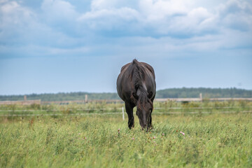 Fototapeta premium Thoroughbred horses graze on a summer field.
