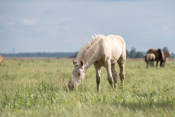 Obraz na płótnie Canvas Thoroughbred horses graze on a summer field.