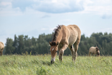 Thoroughbred horses graze on a summer field.