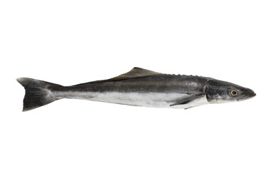 Fresh cobia fish or black kingfish isolated on white background, Rachycentron canadum
