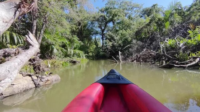 Khlong Sang Ne or Little Amazon Takua Pa in Phang Nga Thailand - short canal originated from Khao Bang Tao and ends at the Takua Pa River , see the old Banyan Mangrove snake and Reticulated python