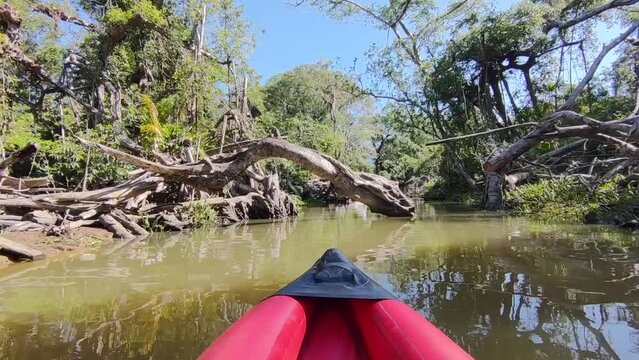 Khlong Sang Ne or Little Amazon Takua Pa in Phang Nga Thailand - short canal originated from Khao Bang Tao and ends at the Takua Pa River , see the old Banyan Mangrove snake and Reticulated python