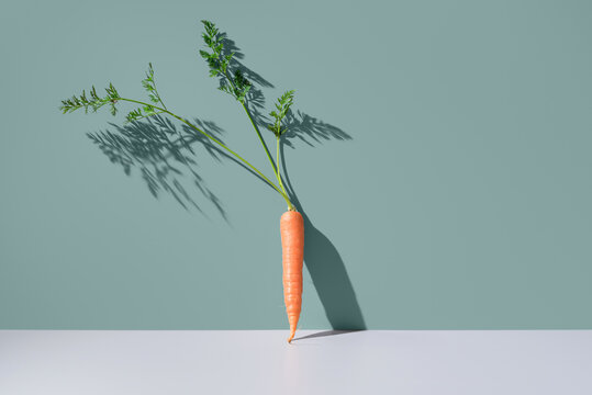 Una zanahoria fresca apoyada en una pared verde
