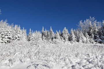 A snowy forest after the storm, Sainte-Apolline, Québec, Canada
