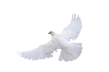 Beautiful flying White dove isolated on transparent background png file
