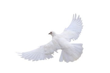 Beautiful flying White dove isolated on transparent background png file