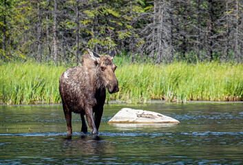 Moose at Horseshoe Lake in Denali National Park Alaska