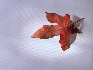 A withered leaf