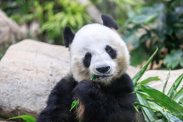 Giant Panda Leisurely Munching Bamboo Shoots