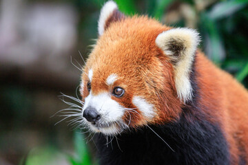 Fototapeta premium Curious Red Panda Peeking Through Greenery