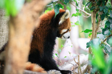 Watchful Red Panda Amidst Verdant Foliage