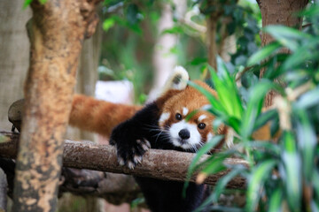 Curious Red Panda Peeking Through Greenery