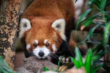 Curious Red Panda Peeking Through Greenery