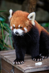 Vibrant Red Panda Perched in Lush Greenery