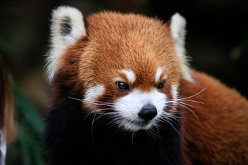 Fototapeta premium Curious Gaze of a Red Panda in Lush Greenery