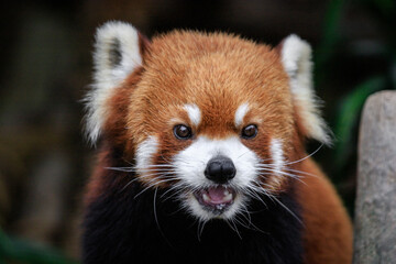 Curious Gaze of a Red Panda in Lush Greenery