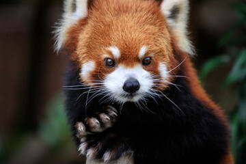 Whiskered Red Panda Amidst Verdant Foliage