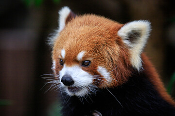 Whiskered Red Panda Amidst Verdant Foliage