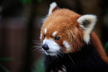 Obraz premium Whiskered Red Panda Amidst Verdant Foliage