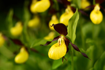 Wild lady's-slipper orchid blooming in spring green forest