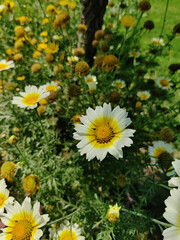 Obraz premium flowers in the garden hd wallpaper