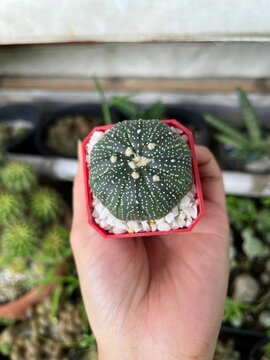 Beautiful cactus picture
