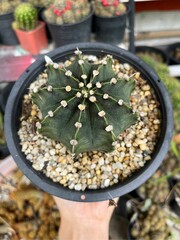 Beautiful cactus picture