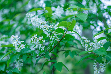 
White bird cherry blossoms in the park on a blurred background with bokeh effect.