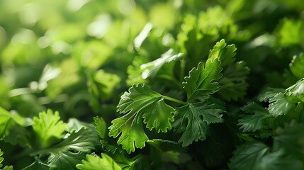 Lush green parsley leaves in close-up, vibrant and full of texture for a fresh background.