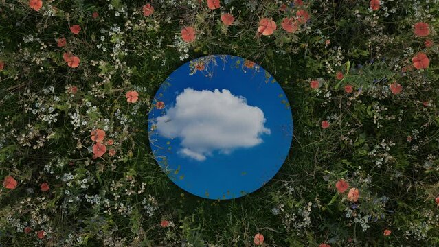Circular mirror reflecting moving white cloud surrounded by spring meadow flowers
