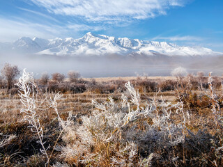 Frozen cobwebs on plants. Frost on the tall grass.