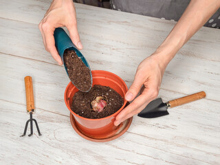 A hand planting a flower bulb in a pot. Filling up the earth.