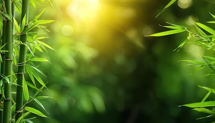 Foto op Plexiglas anti-reflex Green bamboo on a blurred tropical forest background. © July P