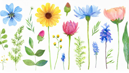 Watercolor illustration, set of summer flowers isolated on white. Beautiful plants. Hand drawn art.