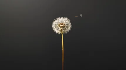 Fotobehang A close-up shot minimalist composition featuring a solitary dandelion standing tall against a stark black background, its seed suspended in the air © LaxmiOwl