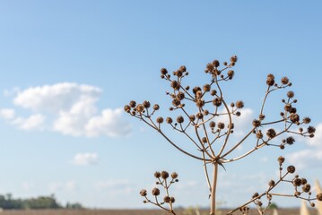 Close-Up of a Dried Plant Against a Clear Blue Sky on a Sunny Day