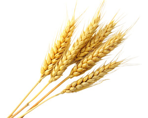 Fototapeta premium Wheat isolated on transparent background