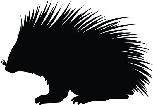 North American porcupine silhouette