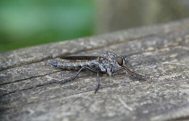 A closeup of a kite-tailed robber fly resting on a wooden surface in the wild. 