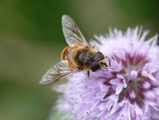 A closeup of a drone fly, part of the hoverfly family, feeding on pollen in the wild. 