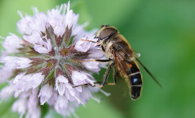 A closeup of a drone fly, a type of hoverfly, feeding on pollen from a wildflower in summer. 