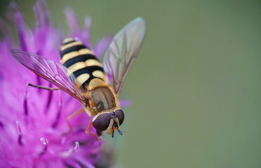 A closeup of a hoverfly in the wild. 