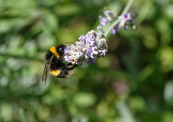 A bumblebee collecting pollen from a flower in a garden. 