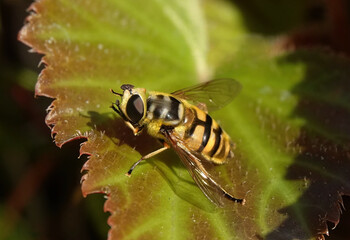 A closeup of a hoverfly perching on a leaf. 