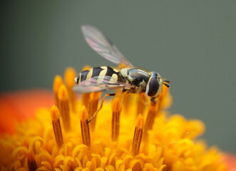 A hoverfly in closeup feeding on a Mexican sunflower. 