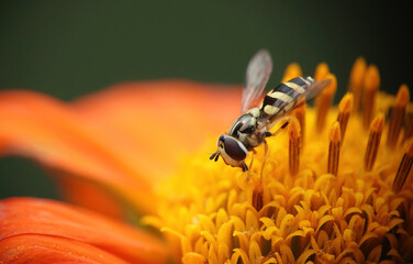 A closeup of a hoverfly feeding on a Mexican sunflower in a summer garden. 