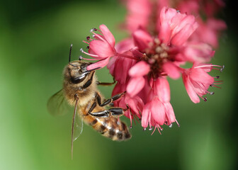 A closeup of a honey bee in a garden. 