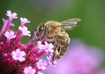 A closeup of a honey bee feeding on pink flowers in a garden. 